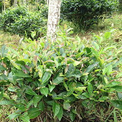 紫芽山茶